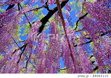 あしかがフラワーパーク・藤の花 88084110