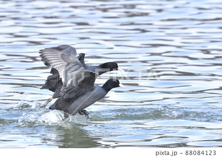 オオバン 88084123