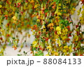花 クマバチ ゴルダムチョ 88084133