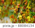 クマバチ 花 ゴルダムチョ 88084134