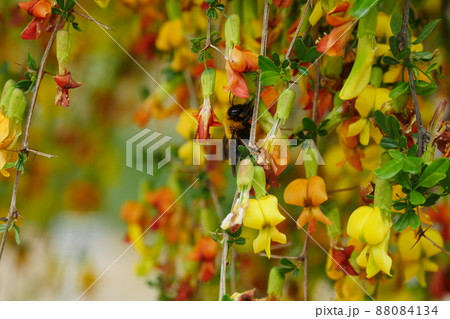 クマバチ 花 ゴルダムチョ 88084134
