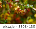 花 ゴルダムチョ 88084135