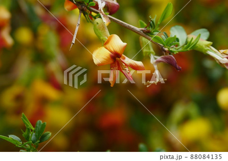 花 ゴルダムチョ 88084135