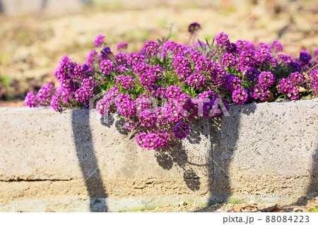 アリッサムの花 88084223