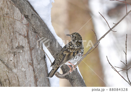 トラツグミ トラツグミ 88084328