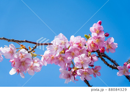 早咲きの河津桜と青空 早咲きの河津桜と青空 88084329