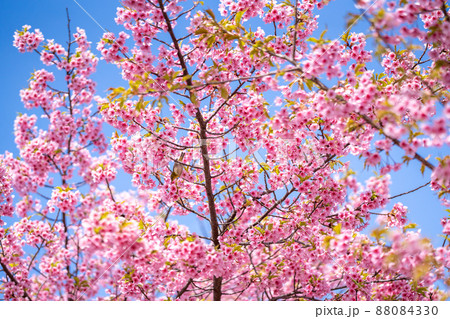 春の河津桜の枝とメジロ 春の河津桜の枝とメジロ 88084330