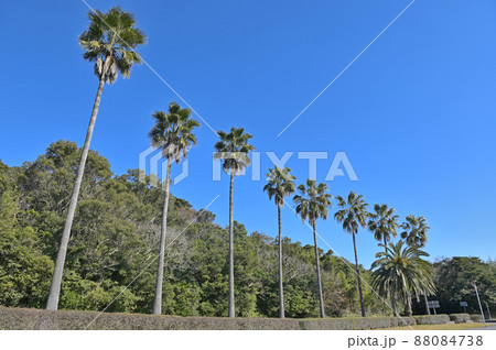 日向岬グリーンパーク 日向岬グリーンパーク 88084738