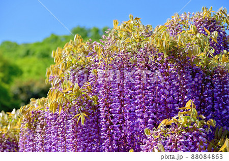 あしかがフラワーパーク・藤の花 あしかがフラワーパーク・藤の花 88084863