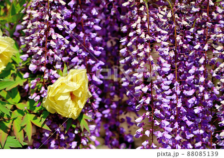 あしかがフラワーパーク・藤の花 あしかがフラワーパーク・藤の花 88085139