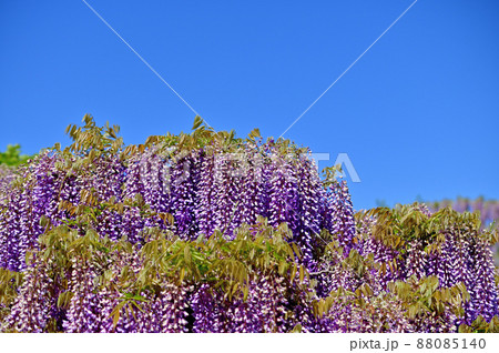 あしかがフラワーパーク・藤の花 あしかがフラワーパーク・藤の花 88085140