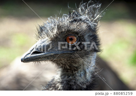 ヒクイドリ科エミューの顔 88085259