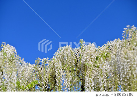 あしかがフラワーパーク・藤の花 88085286