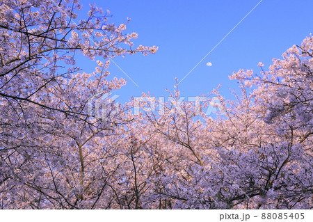 満開の桜と昼の月 満開の桜と昼の月 88085405