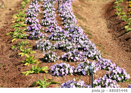 ビオラの花 88085446