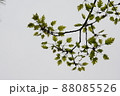オーク 空 88085526
