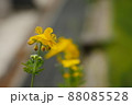 クサノオウ 野花 黄色 88085528