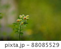クサノオウ 野花 黄色 88085529