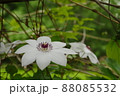 花 白 白色 88085532