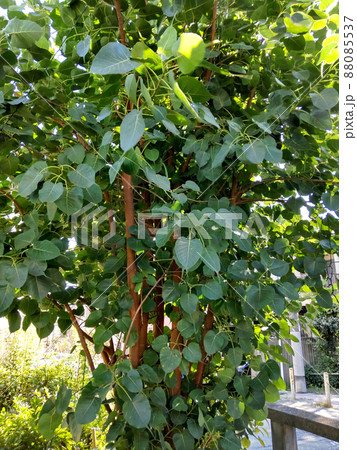 菩提樹 菩提樹 88085537