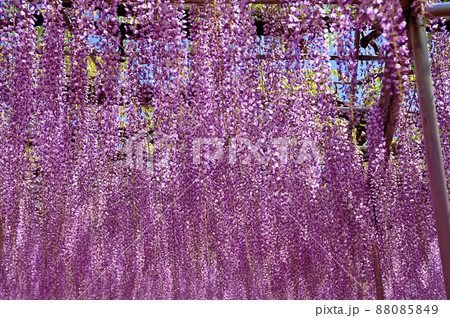 あしかがフラワーパーク・藤の花 88085849