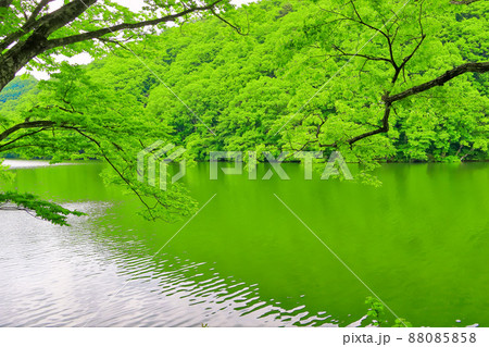 新緑の湖畔 新緑の湖畔 88085858