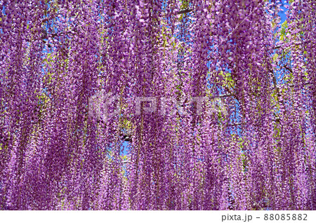 あしかがフラワーパーク・藤の花 88085882