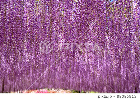 あしかがフラワーパーク・藤の花 88085915