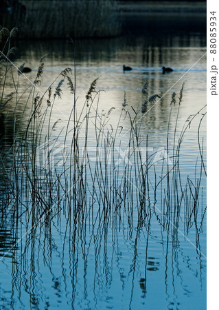 早朝の葦原　水鳥オオバン 88085934