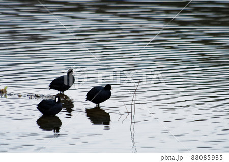 水鳥オオバン 88085935