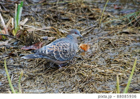 キジバトの採餌 88085936