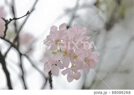 Pink Prunus Campanulata Flower at TKO Park 88086268