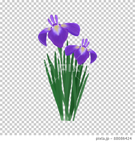 優雅的鳶尾花在水邊綻放，雨季鮮花，端午節，兒童節插圖 88086424