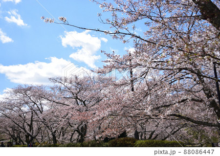 青空と桜 88086447