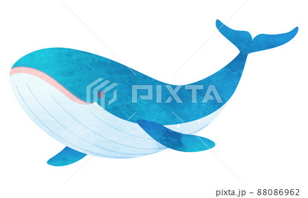 クジラのベクターイラストのイラスト素材