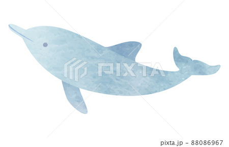 イルカのベクターイラスト イルカのベクターイラスト 88086967