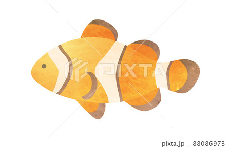 カクレクマノミのベクターイラストのイラスト素材