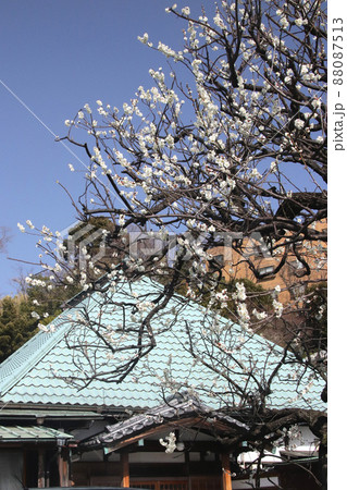 寺院の梅 寺院の梅 88087513