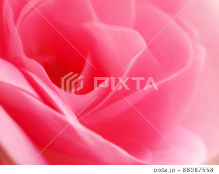 ピンクの薔薇の背景素材 ピンクの薔薇の背景素材 88087558