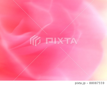 ピンクの薔薇の背景素材 88087559