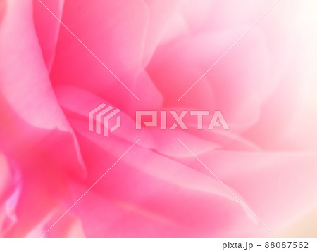 ピンクの薔薇の背景素材 88087562