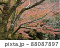 枯れ枝と紅葉 枯れ枝と紅葉 88087897