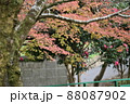 桜とモミジと寒椿 桜とモミジと寒椿 88087902