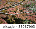 桜の枝から見える紅葉が可愛らしい 桜の枝から見える紅葉が可愛らしい 88087903