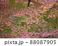 木に生い茂る紅葉の絨毯 木に生い茂る紅葉の絨毯 88087905