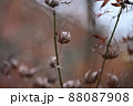 枯れた紅葉はボールのようになる 枯れた紅葉はボールのようになる 88087908
