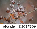 枯れた紅葉の葉は炎のように上を向く 枯れた紅葉の葉は炎のように上を向く 88087909