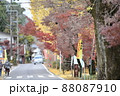 岐阜にある紅葉街道 岐阜にある紅葉街道 88087910