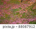 紅葉の天の川 紅葉の天の川 88087912