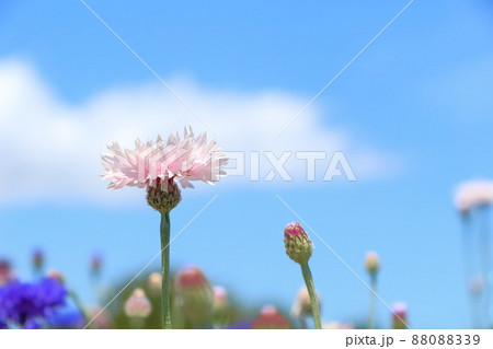 ヤグルマ菊 ヤグルマ菊 88088339